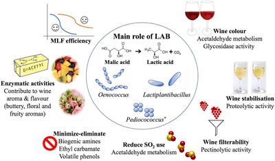 Lactic Acid Bacteria in Wine: Technological Advances and Evaluation of Their Functional Role